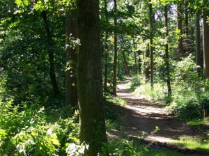 Wandelen in de omgeving van Minicamping UtSicht Bakkeveen